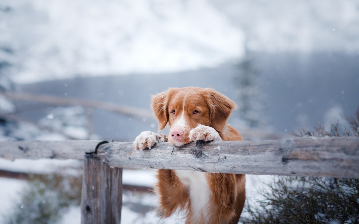Kuža se s sprednjimi tačkami naslanja na leseno ograjo.