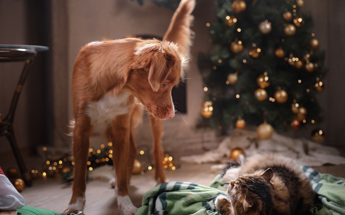 Kuža stoji zraven mačke, ki leži pred božičnim drevesom.