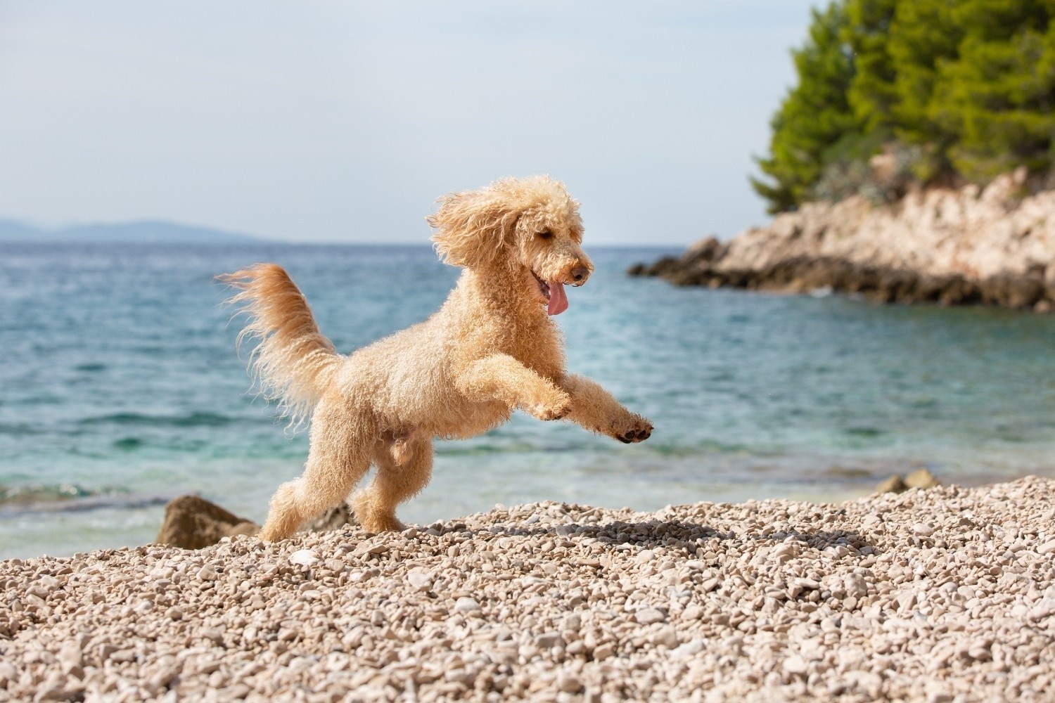 Veseli kuža teče po plaži