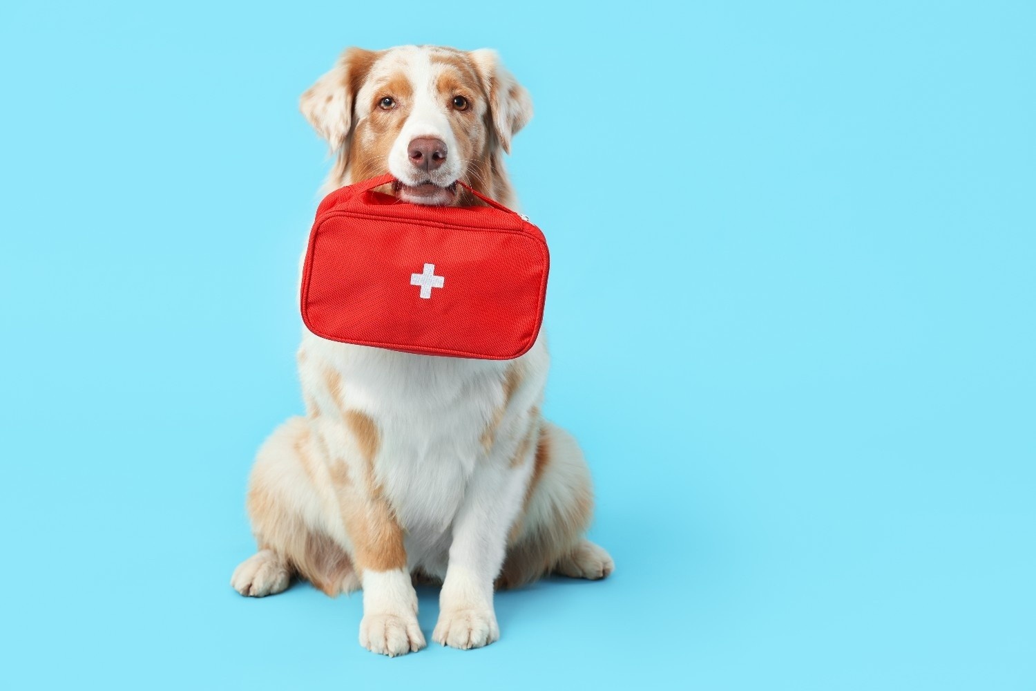 Bel in svetlo rjav kuža sedi ter v ustih drži torbico za prvo pomoč.