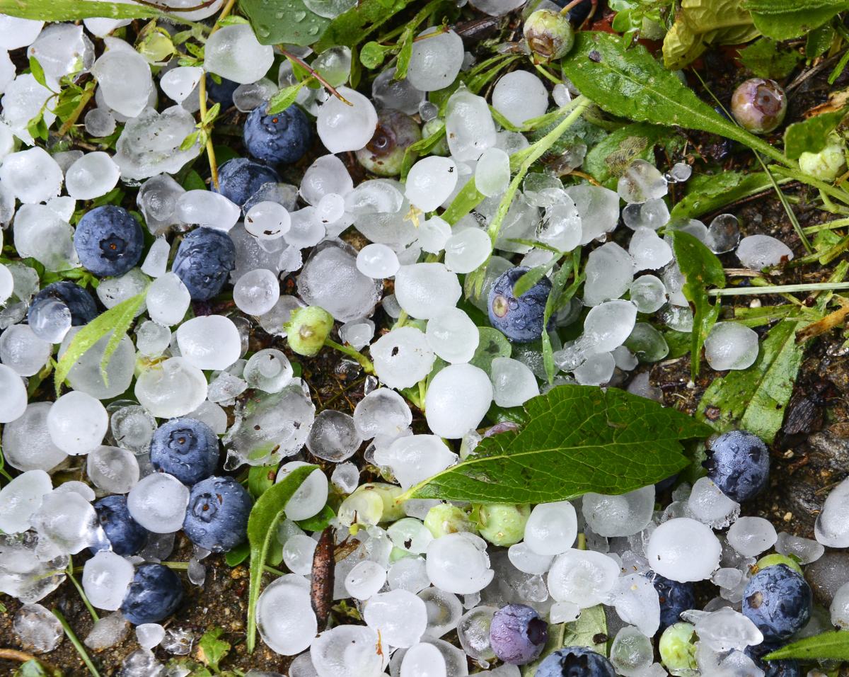 Borovnice na tleh uničene zaradi toče.
