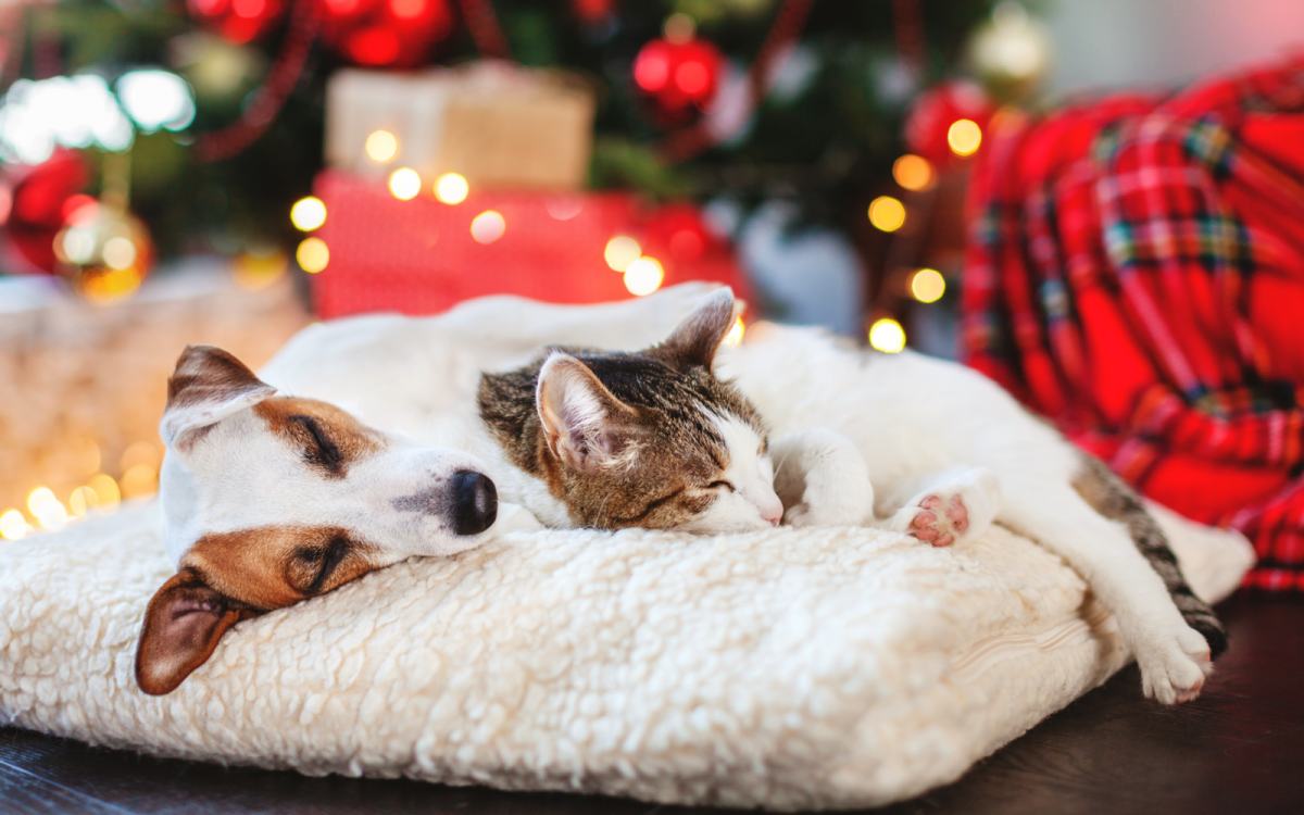 Pes in mačka ležita na mehki blazini sredi božično okrašene sobe.