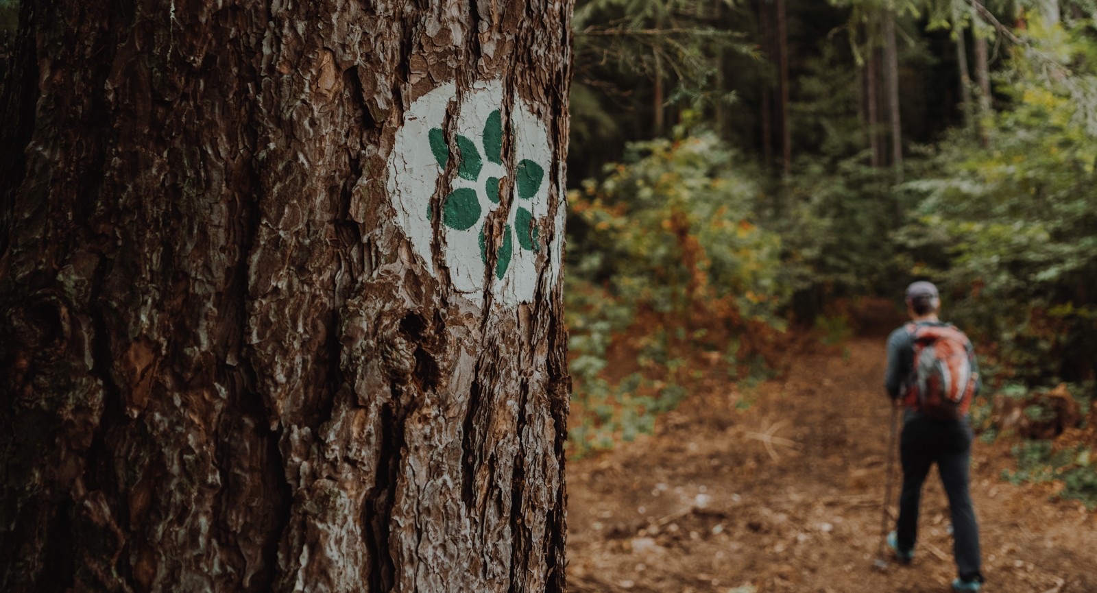 Pohodnik hodi skozi gozd, na drevesu je zelena in bela markacija.
