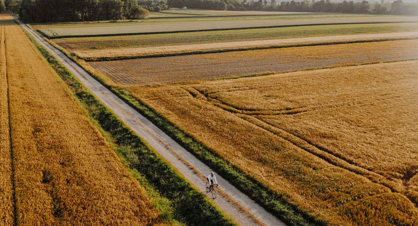 Kolesar vozi po peščeni cesti sredi oranžnih polj.